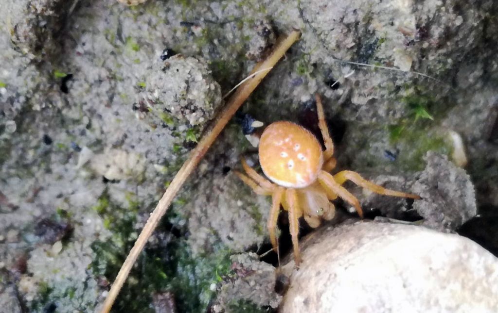 Araneus.... No, Araniella sp. - Bovino (FG)